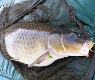 鯉釣りのことなら【NG-CARP】 - 鯉釣り専用のボイリーやタックルなどの